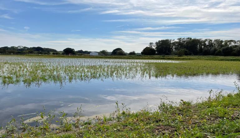 Flooded field with patches of grass and trees in the background under a partly cloudy sky.